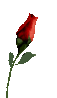 rose21.gif