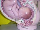 pregnant-model.jpg