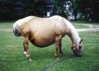 pregnant_horse.jpg