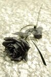 397px-Black_Rose..jpg