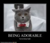 funny-pictures-cat-is-adorable.jpg