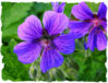 DSCN1555ramka1.jpg