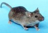 240px-House_mouse.jpg