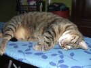 tigra.jpg