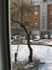drzewko 002.jpg