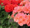 pelargonia-pelargonie-8211-pelargonium_3902.jpg