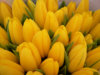 tulipan-tulipany.jpg