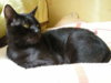 koty 003.jpg