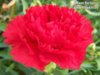 flowers_pics_3643.jpg flowers_pics_3643.jpg