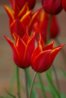 tulipany-146-187872d6ff9f6a57d4f2c9f5d1a09fc9.jpg