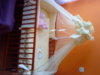 DSC00083.jpg