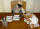 kocia_poczta_2[1].gif