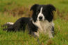 ub00002h1bordercollie.jpg