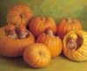 anne geddes pumpkins.jpg