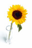 sunflower-in-vase-112829185350y1T.jpg