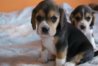 sprzedam_beagel_-_beagle_tricolor__bicolor_piekne_szczeniaczki_6_929773.jpg