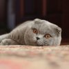 235px-Adult_Scottish_Fold.jpg