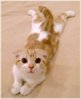 cute_scottish_fold_cat-2686.jpg