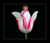 tulipan_na_czrnym_tle.jpg tulipan_na_czrnym_tle.jpg