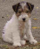 wire_haired_fox_terrier_puppy.jpg wire_haired_fox_terrier_puppy.jpg