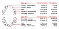 zeby550dq1.jpg