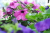 DSC_0005.jpg DSC_0005.jpg