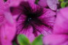 DSC_0008.jpg DSC_0008.jpg