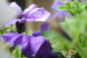 DSC_0010.jpg DSC_0010.jpg