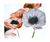 hearts of anemons.jpg