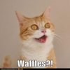 funny-cat-pictures-lolcats-waffles.jpg