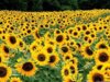 field-of-yellow-flowers.jpg
