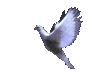 vogel.gif