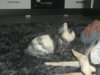 DSCF7070.jpg