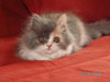 PICT0024.jpg