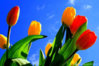 okazje_tulipany_4.jpg