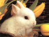 easter_bunny_wallpaper_5-normal.jpg easter_bunny_wallpaper_5-normal.jpg