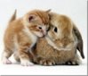 37105-kitten-hug-U8Ro.jpeg