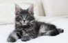 silvertabbymainecoonkitten.jpg