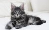 silvertabbymainecoonkitten.jpg silvertabbymainecoonkitten.jpg