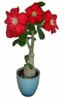 adenium-1.jpg adenium-1.jpg