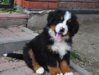 540x405_bernenski-pies-paste-264967.jpg 540x405_bernenski-pies-paste-264967.jpg