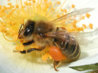 pszczola-miodna-Apis-mellif.jpg