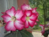 Adenium 008.jpg