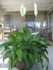 skrzydlokwiat-spathiphyllum_4871.jpg