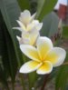 Plumeria-1-KayEss-1.jpg