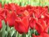 tulipanki.jpg