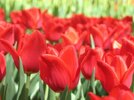 tulipanki.jpg