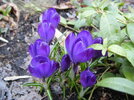ST830281.jpg