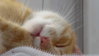 SAM_0078.jpg