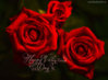 happy-valentines-day-roses.jpg